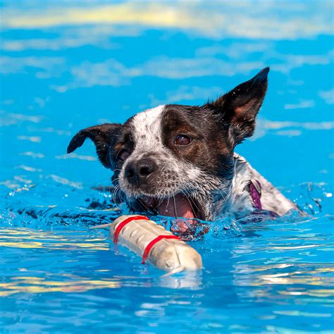 Image result for Dog Diving Platform