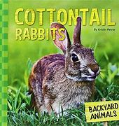 Image result for Rabbit Life Cycle Stages