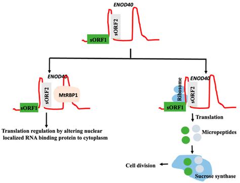 Genes | An Open Access Journal from MDPI