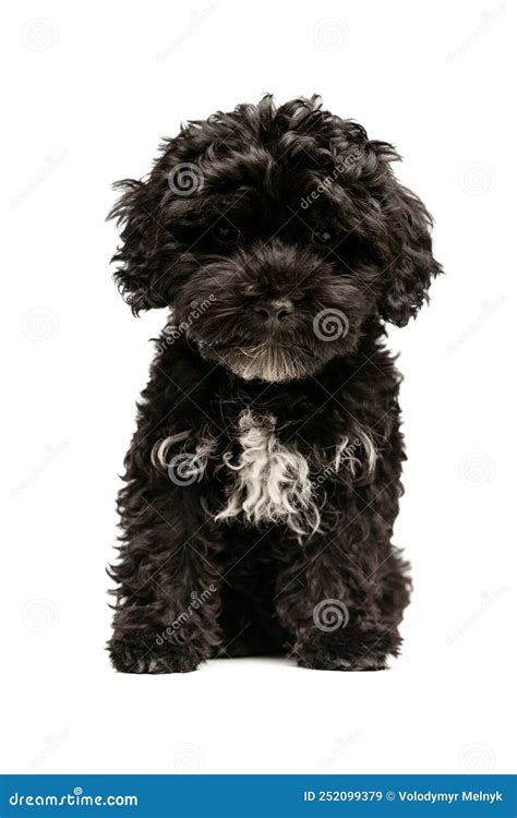 Maltipoo Dog Black