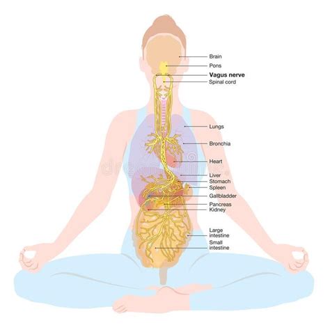 mindfulness meditation vagus nerve