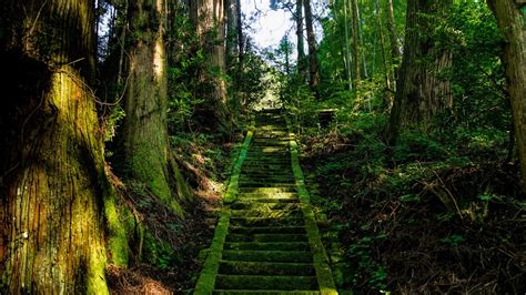Wallpaper stairs, moss, trees, japan hd, picture, image