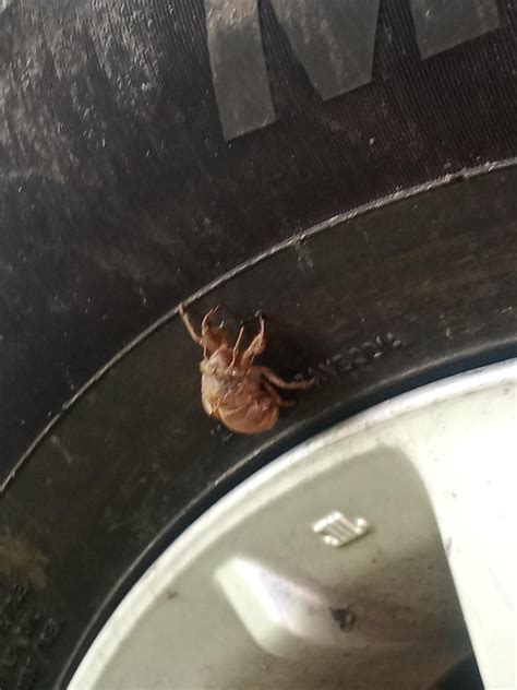 Image result for Alien Bug SCPS