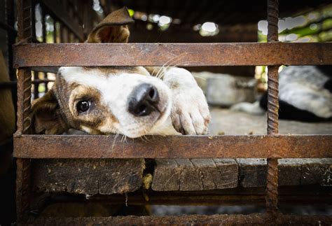 South Korea Announces Ban on the Consumption of Dog Meat - FOUR PAWS ...