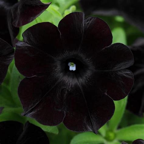 Amazon.com: CHUXAY GARDEN Black Petunia-Black Velvet Petunia Petunia ...