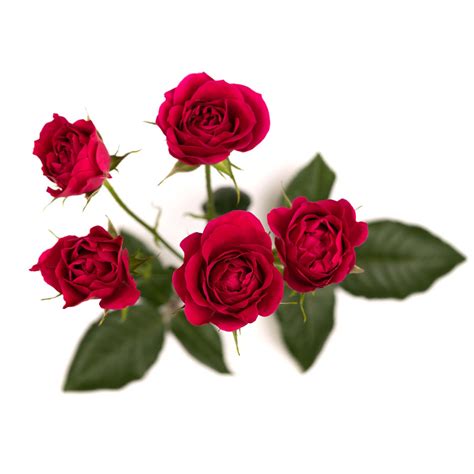 Gem Star - Spray Rose - Esmeralda Farms Wholesale Flowers