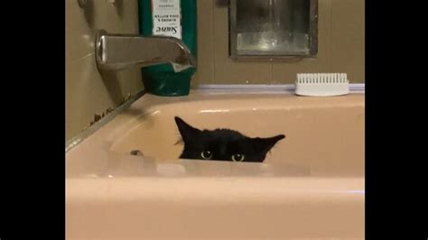 Cat sneaks into bathtub, 'spies' on human as they get ready for a bath ...