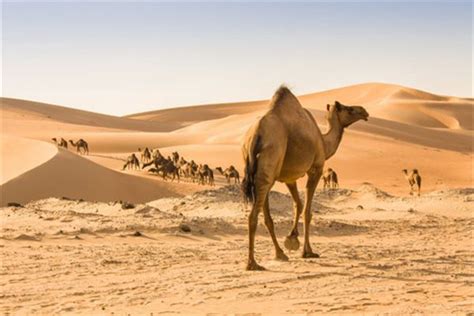 梦见骆驼向沙漠进发_周公解梦