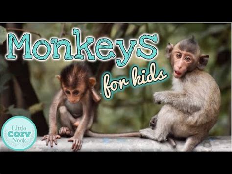 Which Is Correct Monkeys Or Monkies
