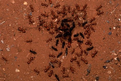 What Can Ants and Bees Teach Us About Containing Disease? - General ...