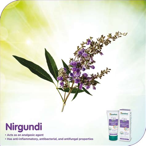 Buy HIMALAYA BABY DIAPER RASH CREAM TUBE OF 50 G Online & Get Upto 60% ...