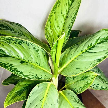 Aglaonema Ice - Plant – Lalit Enterprise