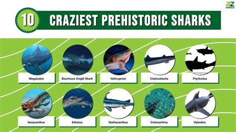 Prehistoric Sharks List