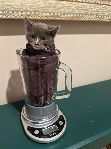 Kittens In A Blender Jar