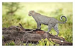 BALDAU PRINTS Wild Animal Wall Poster For Room (Gloss Laminated, 12X18 ...