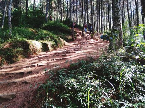 Trail amidst trees in forest | Premium Photo