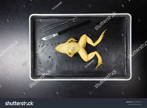 Image result for Dissecting a Frog Lab
