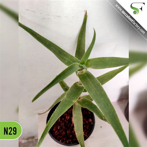 Aloe Ciliaris – Succulent Factory India