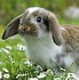 Image result for Easy How to Paint Spring Picture with Bunny and Flowers