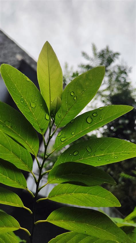 KMP Tutorial 的图像结果