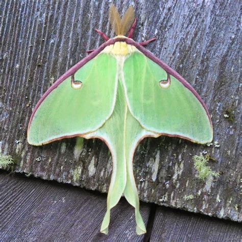 Maynard Life Outdoors and Hidden History of Maynard: Luna Moth: Photos ...