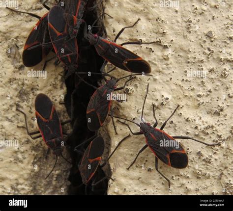 Eastern Boxelder Bug (Boisea trivittata) Insecta Stock Photo - Alamy
