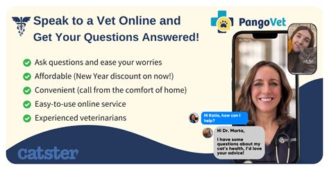 Miliary Dermatitis Cat