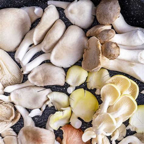Types And Poisonous Oyster Mushroom Look Alikes, 53% OFF