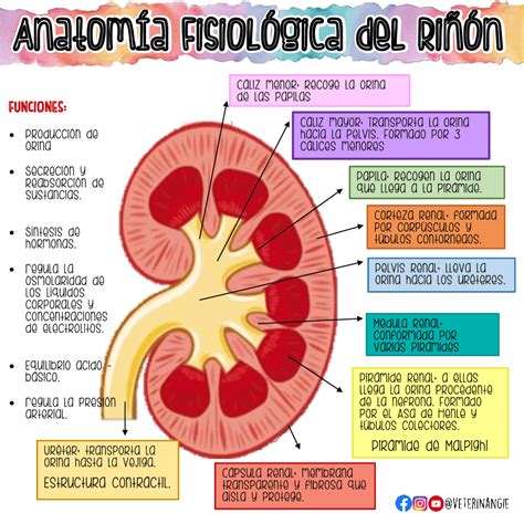 Anatomía Del Riñón Humano