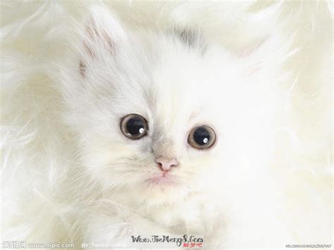 梦见白猫 周公解梦 - 解梦吧