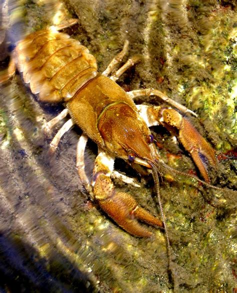 ¿Cangrejo de río autóctono? | El Retel