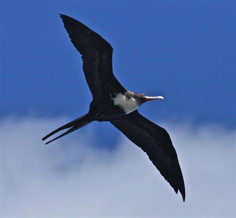 Iwa (Frigid Bird) - Native Hawaiian Bird