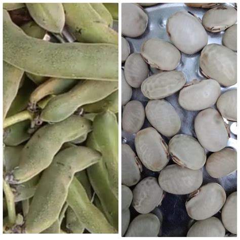 Poonai Kali Seeds / Velvet Beans / Butter Beans / Big Mocha Seeds ...