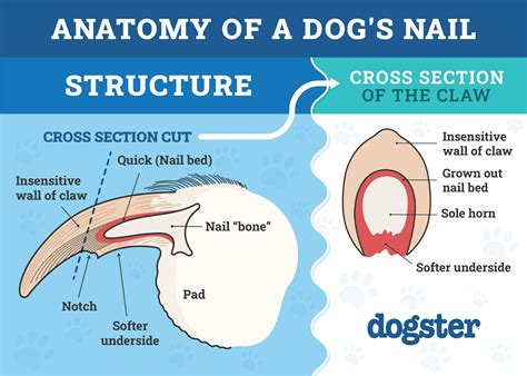 Dog Anatomy 101: Understanding Your Dog’s Body (Vet Answer) – Dogster