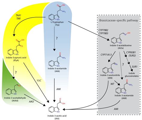 Characterization of Four Bifunctional Plant IAM/PAM-Amidohydrolases ...