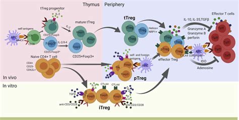 调节性T细胞：自身免疫性疾病辅助防治的新思路