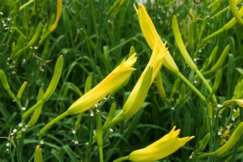 黄花菜种子图片和种植方法-花园植物-藤本月季网