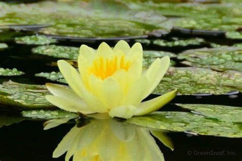 スイレン 画像 に対する画像結果