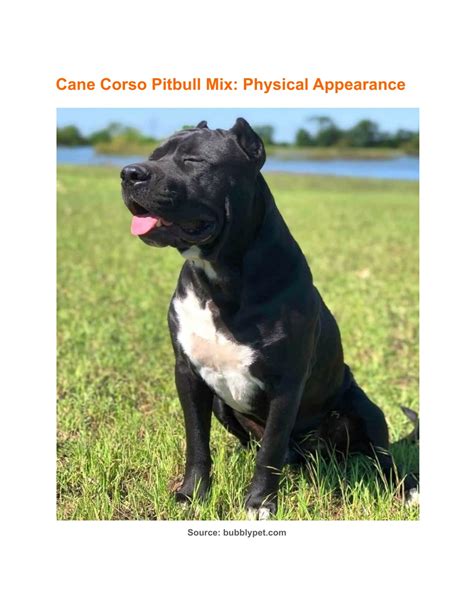 PPT - Cane Corso Pitbull Mix: A Complete Pit Corso Dog Breed Guide ...
