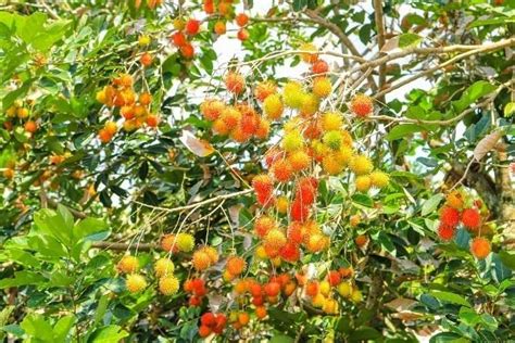 Cloud Farm Live Rare Yellow Rambutan Hybrid Exotic Fruit Seedling Live ...