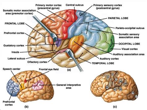 Image result for Brain Exploding Vector