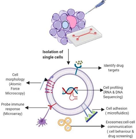 Single Cell Analysis Free Software 的图像结果