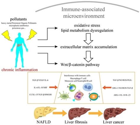 Pollutants in Microenvironmental Cellular Interactions During Liver ...