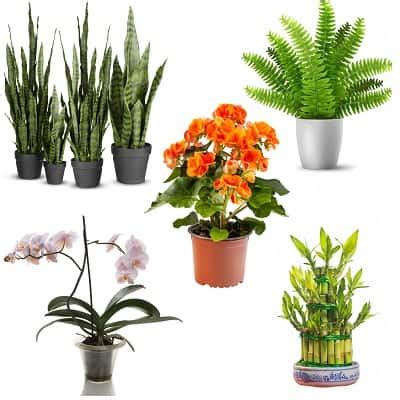 Top 5 Plants for Humidity Control - The power of Plants