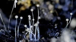 One more black fungus death in Kerala; Kozhikode native dies - KERALA ...