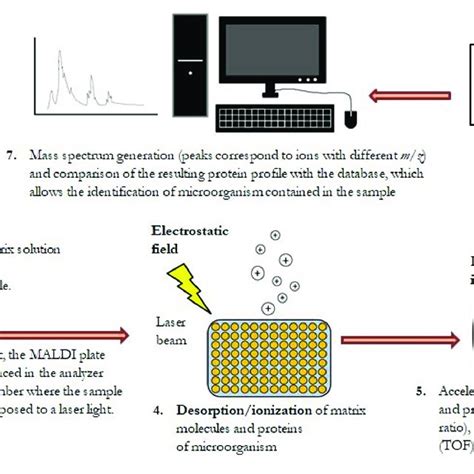 Image result for MALDI-TOF MS Data Calculation