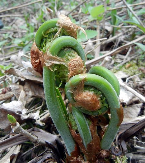 Image result for fiddlehead