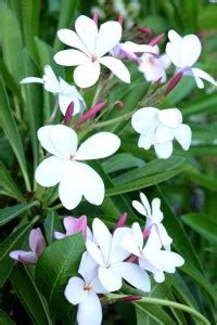 Chamunda Greens Plumeria Plant Price in India - Buy Chamunda Greens ...