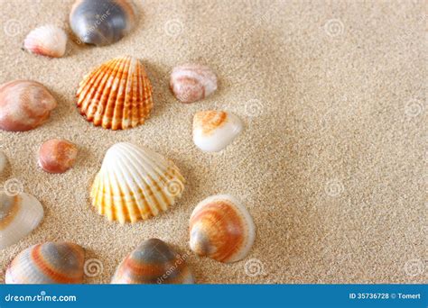 Beach Sea Shells 的图像结果