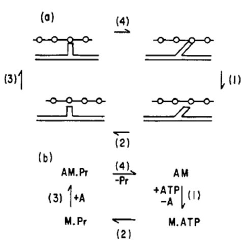 Image result for Crossbridge Cycle Model